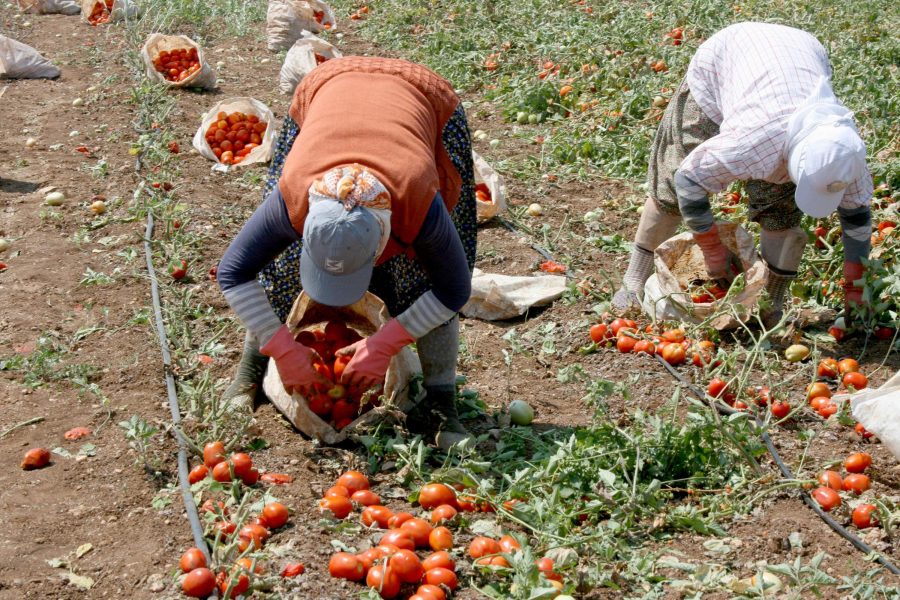 Bursa�da salçalık domatesi hastalık vurdu Bursa Haberleri Bölge