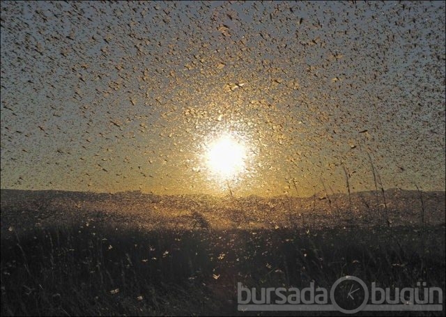 2012 National Geographic fotoğraf yarışması