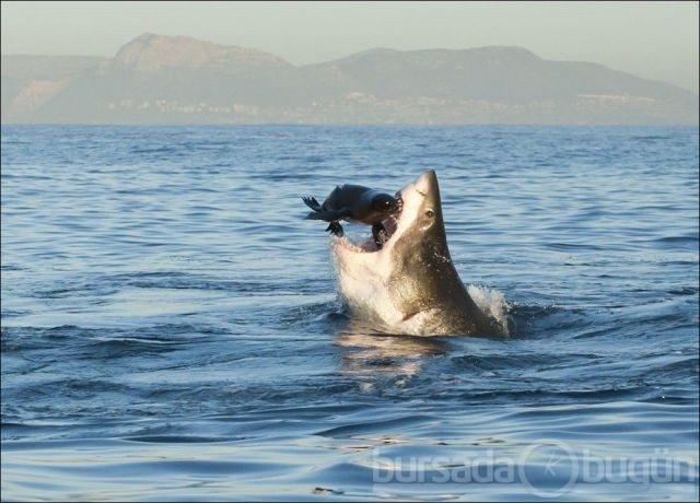 2012 National Geographic fotoğraf yarışması