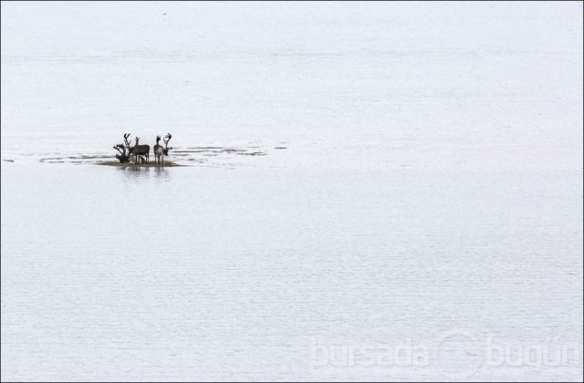 2012 National Geographic fotoğraf yarışması
