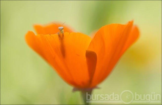 2012 National Geographic fotoğraf yarışması