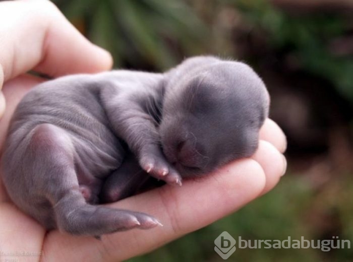 Dunyanin En Tatli 15 Yavru Hayvani Foto Galerisi 11 Bursadabugun Com