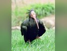 Türkiye'de yok olma tehlikesi yaşayan hayvanlar