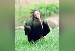 Türkiye'de yok olma tehlikesi yaşayan hayvanlar