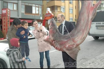 3 metrelik canavar şaşırttı...