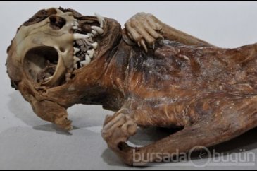 Bu mumyalar Aksaray'da bulundu