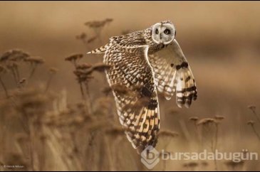 Ödüllü vahşi yaşam fotoğrafları...