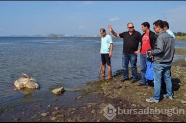 Ayvalık sahilinde ölü caretta caretta bulundu