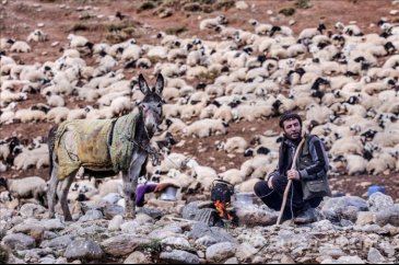 Vanlı çobanlar yayla sezonunu kapattı