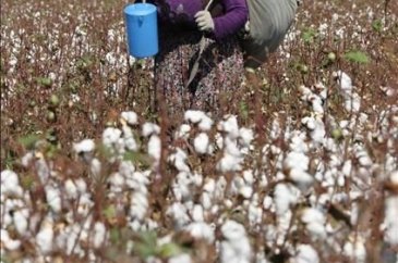 Tarımsal üretimin fedakar kadınları