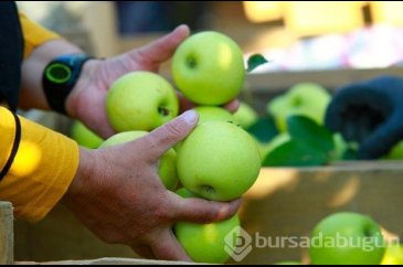 Elmanın fiyatı artacak