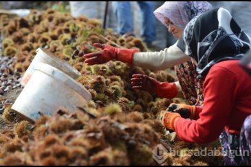 Bursa'nın simgesi kestane cep yakacak