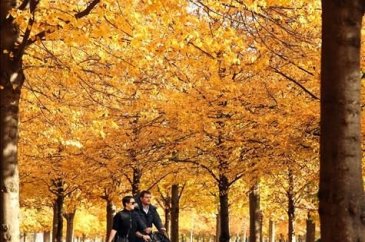 Paris'te sonbahar