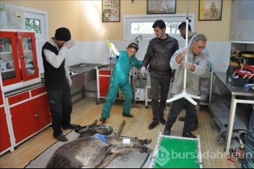 Yaralanan eşek tedavi için hastahaneye kaldırıldı