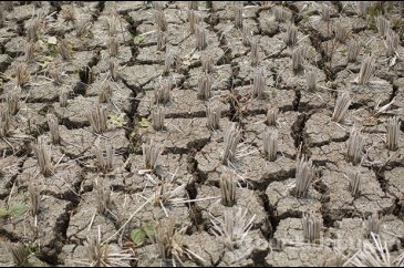 El Nino, milyonlarca Afrikalıyı tehdit ediyor