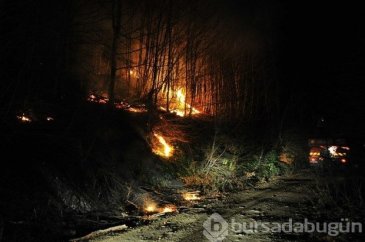 Bursa'da orman yangını