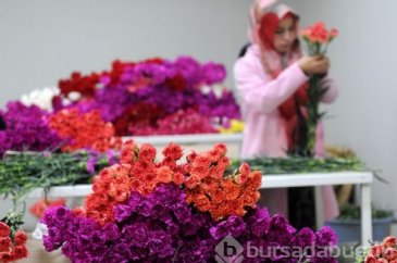 Rusya'ya giden çiçek TIR'ları geri dönüyor 