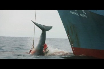 Uluslararası yasak kararına rağmen Japonya balina katliamına başlıyor