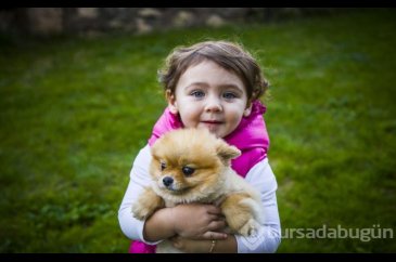 Dünyanın en sevimli köpek türü: 'Boo'