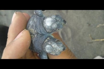 Çift başlı deniz kaplumbağasının incelemelerine başlandı