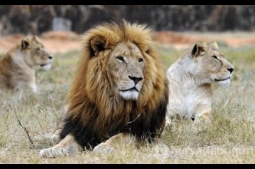 Safari kabusa döndü... Hatası hayatına maloldu