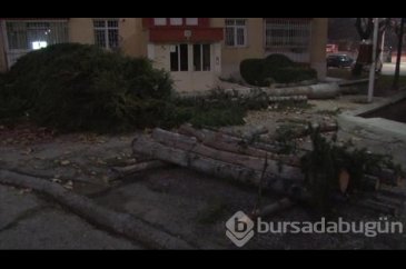 Yılbaşı için çam ağaçlarını kestiler