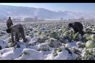Lahanalar kar altında kaldı
