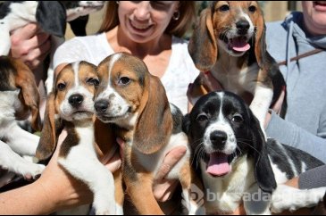 Dünyanın ilk köpek tüp bebekleri