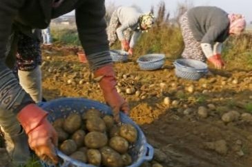 Patatesin fiyatı ucuzladı