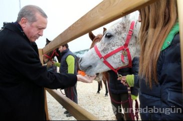 Erdoğan atları elleriyle besledi