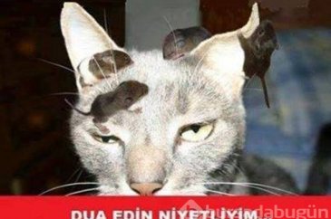 En komik kedi capsleri