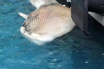 Hatay İskenderun'da ölü balina bulundu	