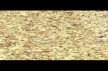 Binlerce mürekkep balığı sahile vurdu