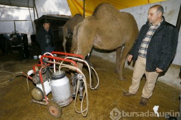 Litresi 50 lira olan deve sütü yok satıyor	