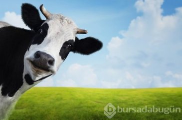 Bu hastalıklar hayvandan insana bulaşıyor!
