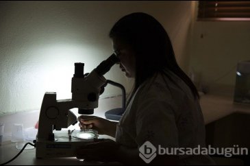 Zika virüsüne karşı çalışmalar sürüyor