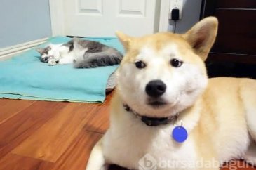 Köpeklerin yerini işgal eden kediler	
