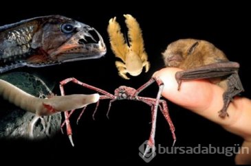 Dünya üzerindeki en ilginç canlılar