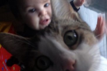 Selfie'ye olan meraklarıyla güldüren 20 kedi