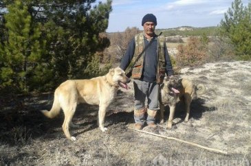Çobanların güvencesi Kangal köpekleri
