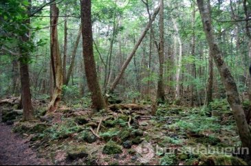 Aokigahara ormanının ürküten hikayesi