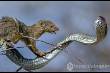 Avken avcı oldu