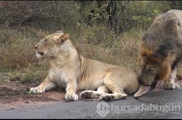 Karizmayı çizdiren aslan