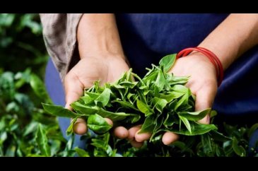 Güzellikte yeni trend çay ağacı yağı