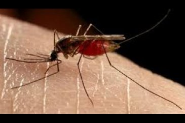 Zika virüsüyle yeniden gündem olan sivrisineklerin bilinmeyenleri