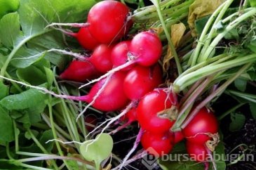 Turp nasıl tüketilmeli? Turp nelere iyi gelir?	
