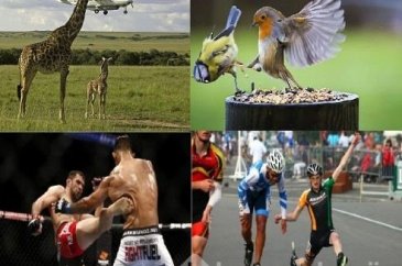 Mükemmel zamanlama ile çekilen fotoğraflar