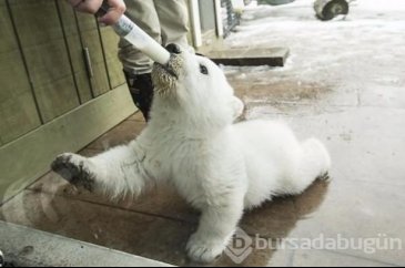 Yavru kutup ayısı ilk kez karla tanıştı