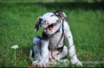 Dünyanın en mutlu köpeği
