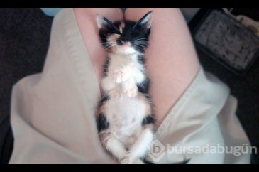 Evde kedi beslemeyen insanların anlayamayacağı 12 görsel
